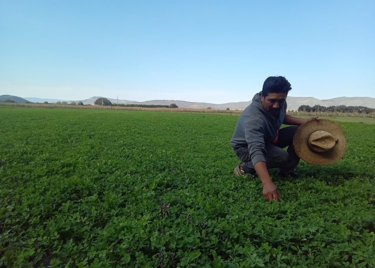 Impulsa Altosano Granjas Carroll la reconversión agrícola en Puebla y Veracruz
