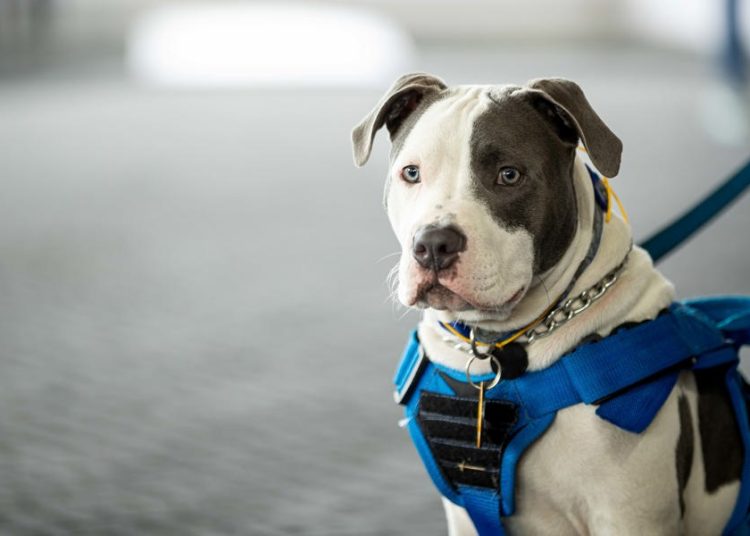 Hombre enfrenta hasta 45 años de prisión por peleas de perros y venta de drogas en EE.UU.