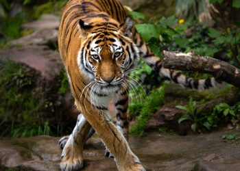 Zoológico de Dinamarca pide mascotas como alimento para sus depredadores