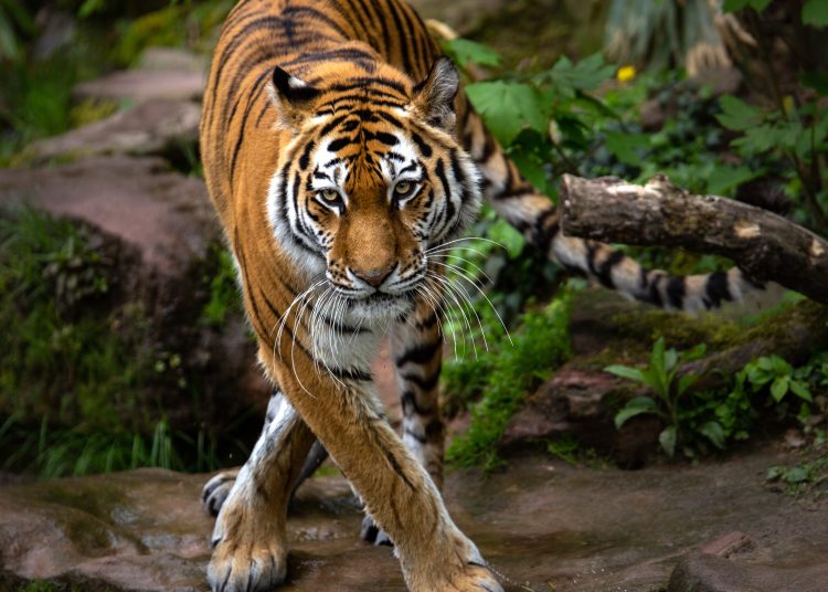 Zoológico de Dinamarca pide mascotas como alimento para sus depredadores