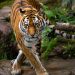Zoológico de Dinamarca pide mascotas como alimento para sus depredadores