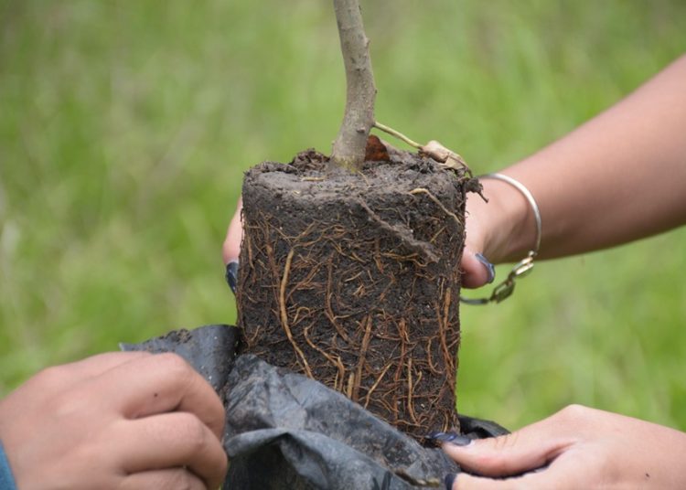 Ayuntamiento de Puebla impulsa jornada de reforestación y arborización