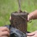 Ayuntamiento de Puebla impulsa jornada de reforestación y arborización