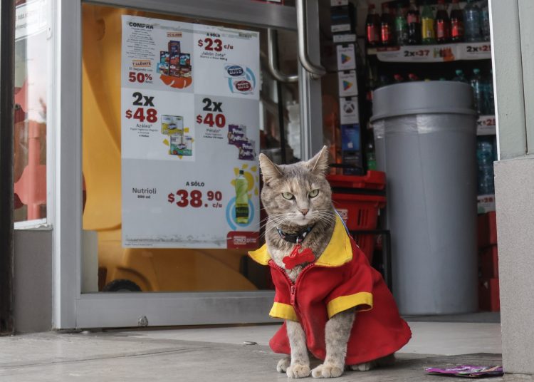 Minina, la gatita adoptada en un OXXO de Puebla (Video)