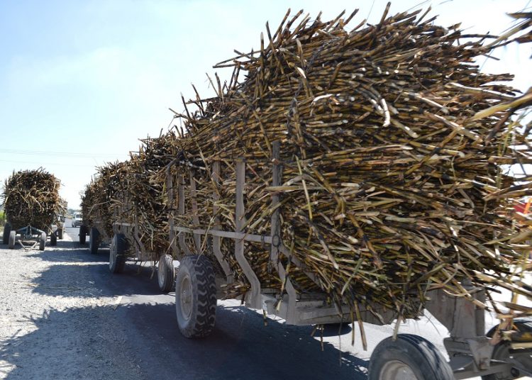 Puebla, primer lugar nacional en rendimiento agroindustrial de azúcar