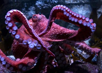 Inminente muerte de pulpo cuidando a sus huevos causa conmoción