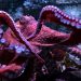 Inminente muerte de pulpo cuidando a sus huevos causa conmoción