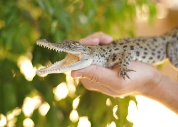 Animalistas piden deportar influencer por maltrato a cocodrilos