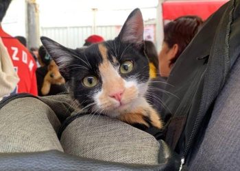 Promueve Ayuntamiento de Puebla Jornadas Gratuitas de Bienestar Animal