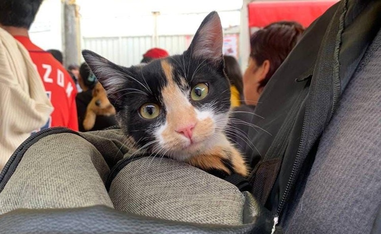 Promueve Ayuntamiento de Puebla Jornadas Gratuitas de Bienestar Animal