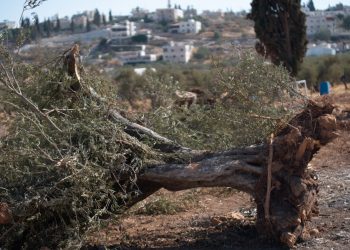 Colonos israelíes y soldados arrancan miles de árboles para castigar a aldea palestina