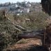 Colonos israelíes y soldados arrancan miles de árboles para castigar a aldea palestina