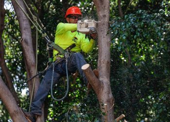 Se han derribado 4 mil árboles y palmeras en mal estado