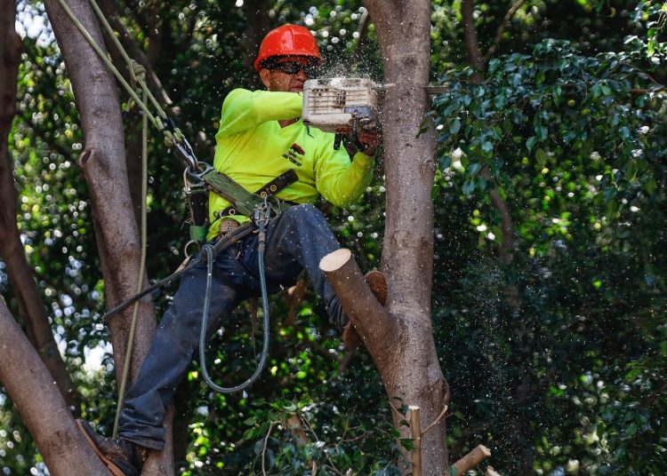 Se han derribado 4 mil árboles y palmeras en mal estado