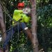Se han derribado 4 mil árboles y palmeras en mal estado