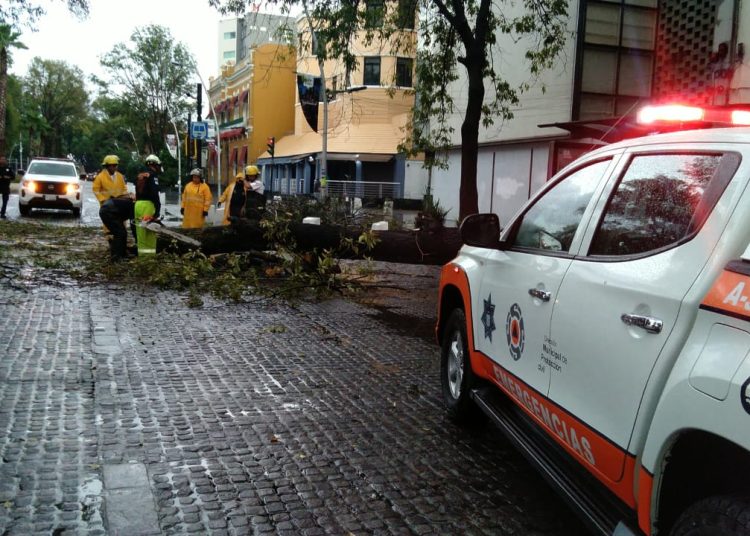 Atienden PC y Control de Tránsito Municipal caída de árbol en la Juárez