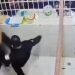Video de agresión a reo busca desacreditar a Gobierno de Huejotzingo