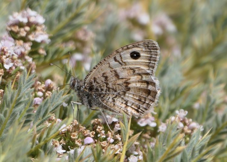 10% de abejas y 15% de mariposas, en peligro de extinción