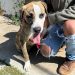 Fortalece Gobierno de la Ciudad el cuidado de las mascotas con Jornadas de Protección Animal