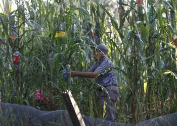 Agricultores amenazan con bloqueos por precio del maíz
