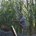Agricultores amenazan con bloqueos por precio del maíz