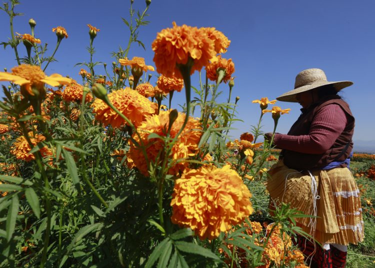 Cempasúchil, flor que guía a las almas en su regreso