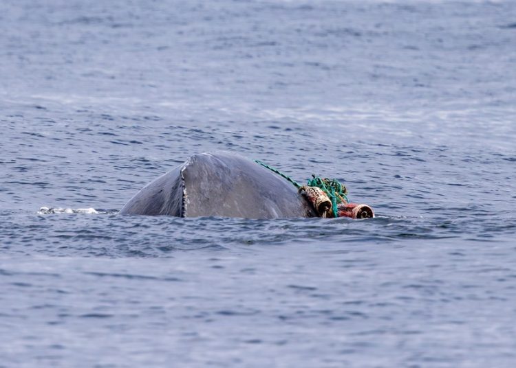 Cría de ballena jorobada logra liberarse tras quedar atrapada