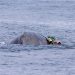 Cría de ballena jorobada logra liberarse tras quedar atrapada