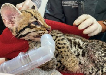 Colombia reciben a una ocelote que estaba en poder de civiles