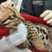 Colombia reciben a una ocelote que estaba en poder de civiles