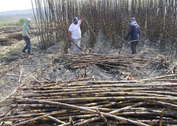 Prevén escenario de declive en zafra azucarera