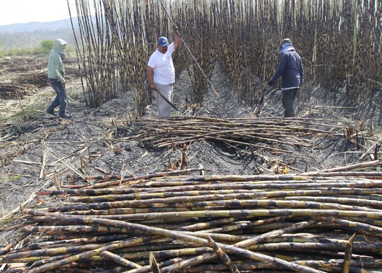 Prevén escenario de declive en zafra azucarera