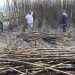 Prevén escenario de declive en zafra azucarera