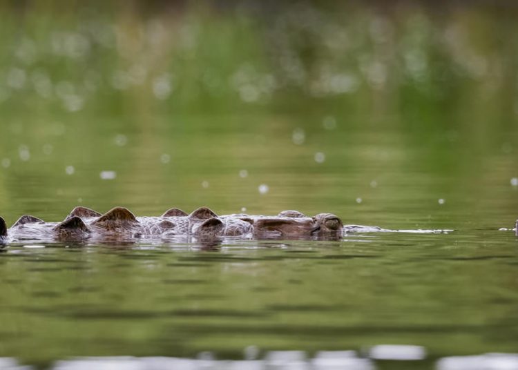Defensores animales condenan matanza de cocodrilos