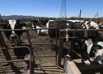 Texas pide reabrir frontera al ganado mexicano