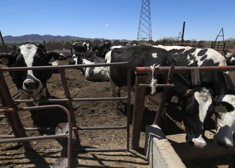 Texas pide reabrir frontera al ganado mexicano