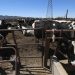 Texas pide reabrir frontera al ganado mexicano
