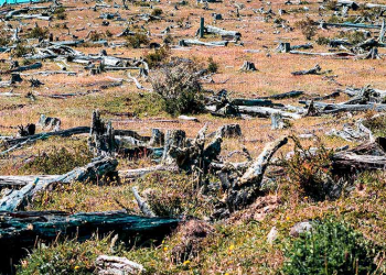 El ecocidio provoca desplazamientos humanos y crímenes