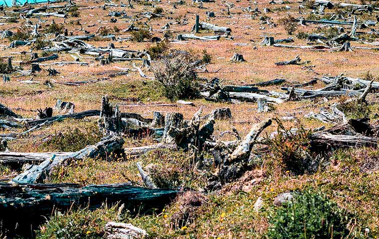 El ecocidio provoca desplazamientos humanos y crímenes