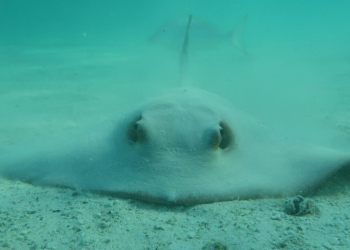 Arrecifes de coral se extinguirán si no se revierte el calentamiento global