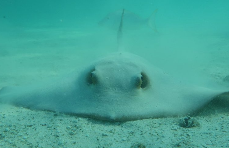 Arrecifes de coral se extinguirán si no se revierte el calentamiento global