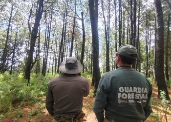 Gobierno de Puebla planta 50 mil pinos en el parque La Malinche