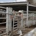 Gusano barrenador causa escasez de bovinos y ovicaprinos en el Rastro Municipal