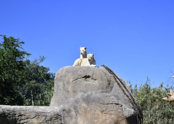 Zoológico de Guadalajara, refugio de 300 especies, 85% en peligro de extinción