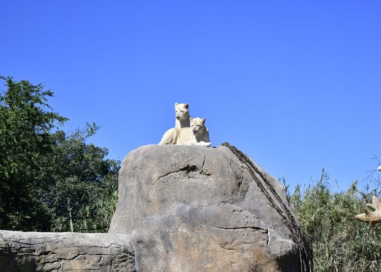 Zoológico de Guadalajara, refugio de 300 especies, 85% en peligro de extinción