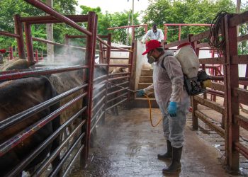 Crisis del gusano barrenador presiona a ganaderos mexicanos