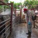 Crisis del gusano barrenador presiona a ganaderos mexicanos