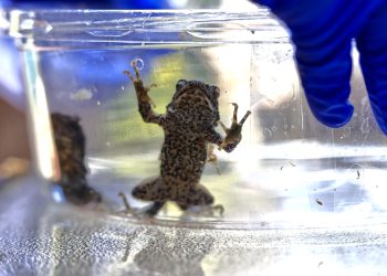 Sapo concho desafía la extinción de su especie con su fama