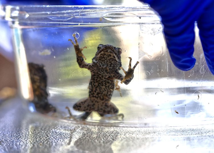 Sapo concho desafía la extinción de su especie con su fama