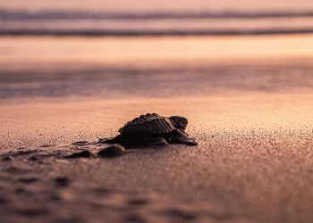 México logra año “más exitoso” en conservación de tortugas